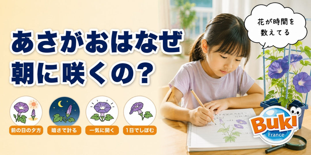 あさがおはなぜ朝に咲くの？🌺 花が時間を知るしくみ