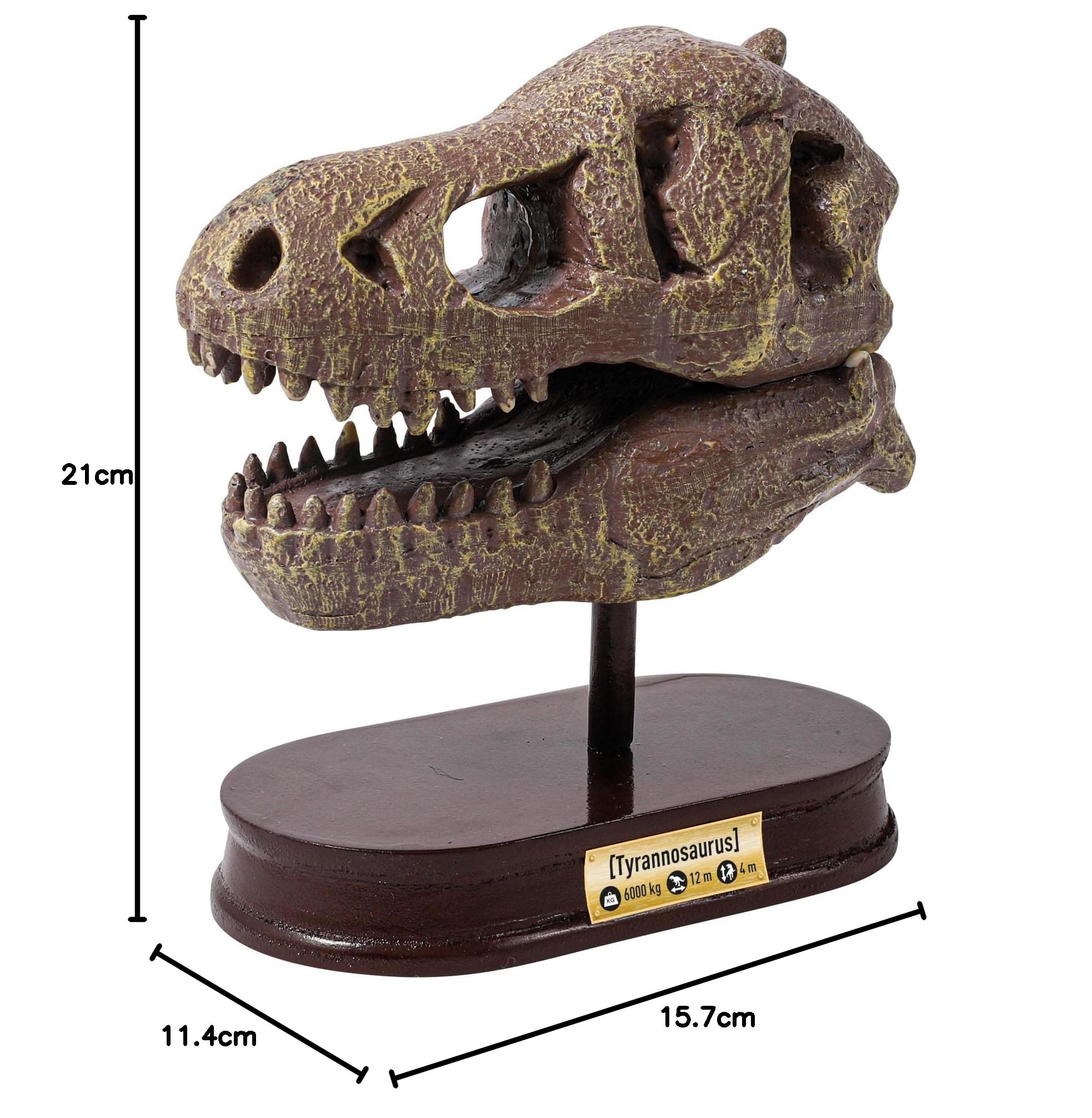 2130 ディノサウルス スカル ティラノサウルス – Buki France（ビュキ